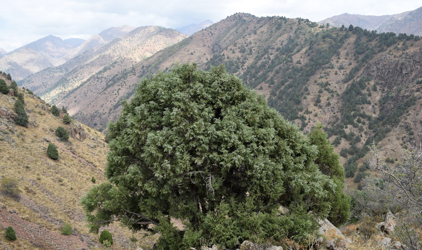 Image of Juniperus seravschanica specimen.