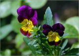 Viola wittrockiana. Цветки (самосев); в центре — цветущий побег Veronica. Московская обл., Раменский р-н, окр. дер. Хрипань, садовый участок. 10.06.2023.