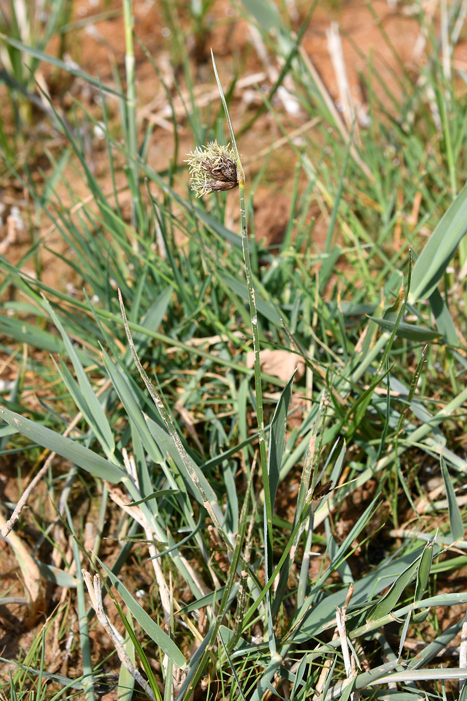 Image of genus Bolboschoenus specimen.