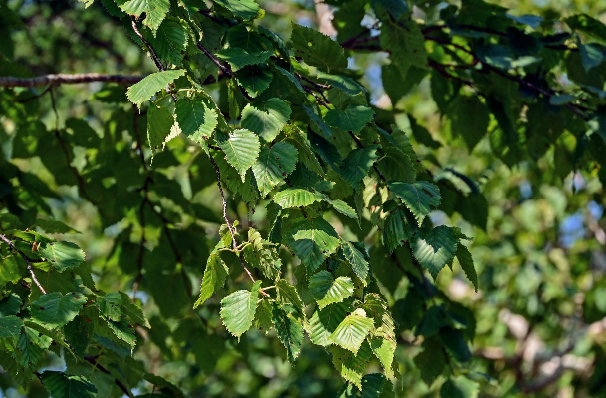 Image of Betula ermanii specimen.