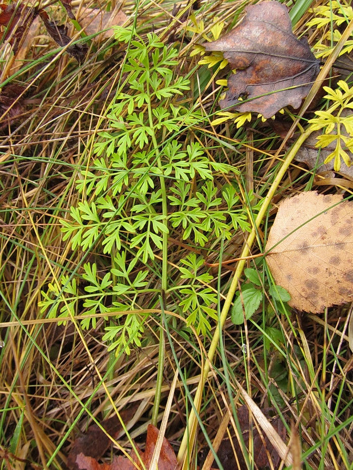 Изображение особи Selinum carvifolia.