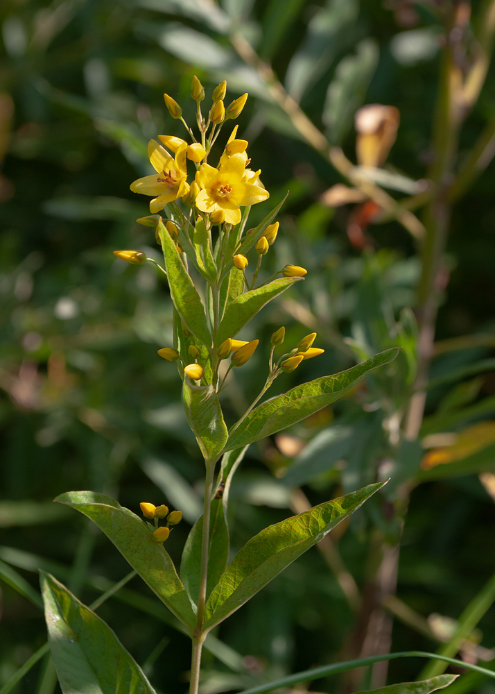 Изображение особи Lysimachia davurica.