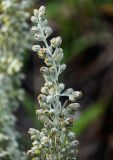 Artemisia stelleriana