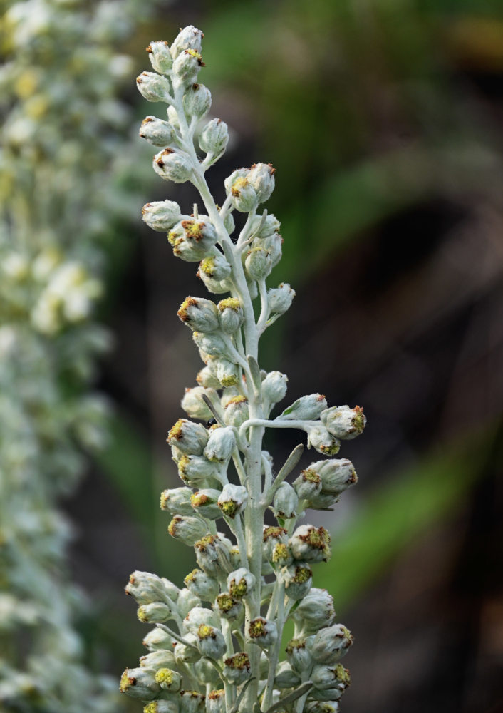 Изображение особи Artemisia stelleriana.