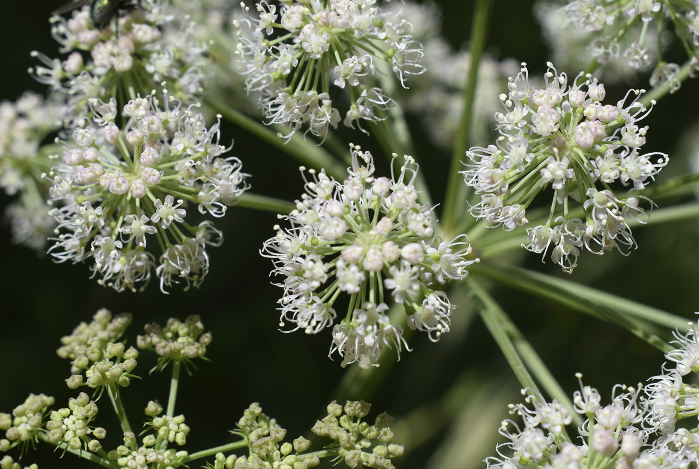 Изображение особи Angelica sylvestris.