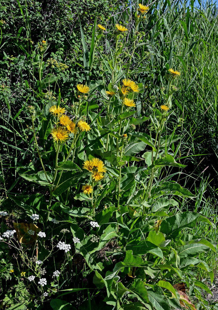 Изображение особи Inula helenium.