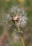 Taraxacum scariosum. Соплодие с облетающими семянками. Республика Саха (Якутия), г. Якутск, сорное на газоне. 02.08.2023.