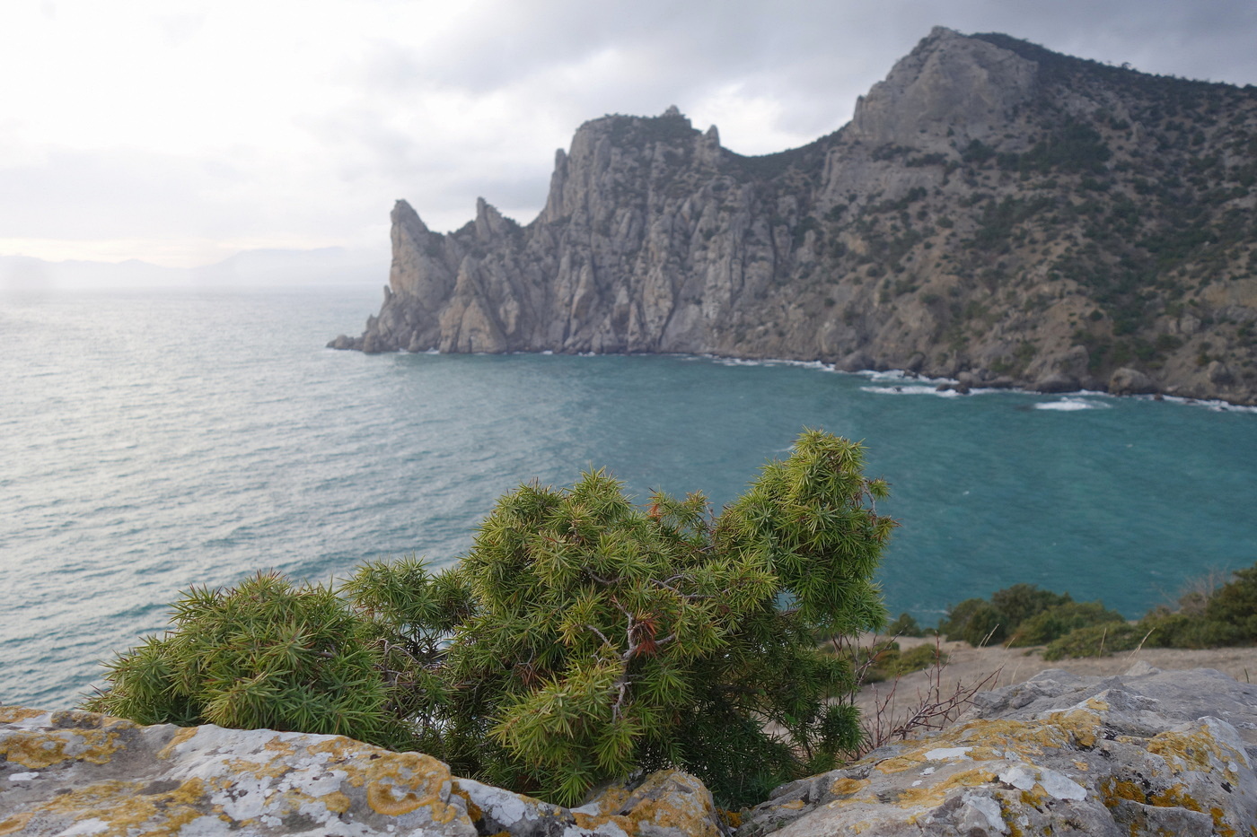 Image of Juniperus deltoides specimen.