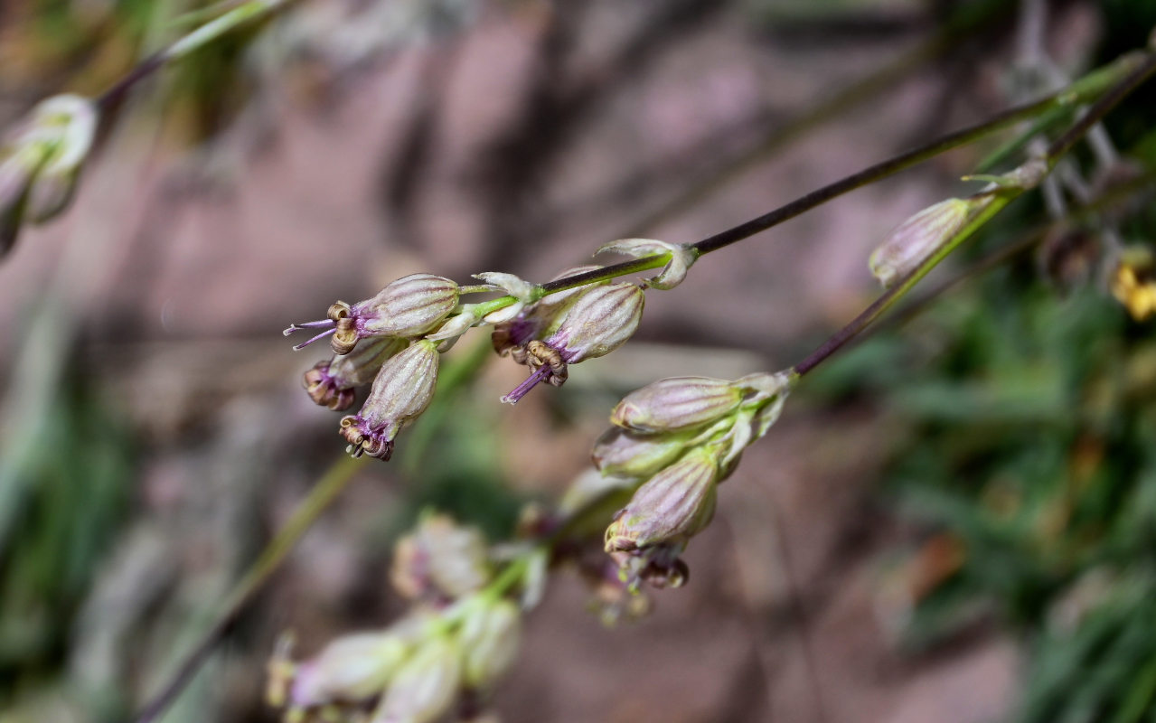 Image of Silene graminifolia specimen.