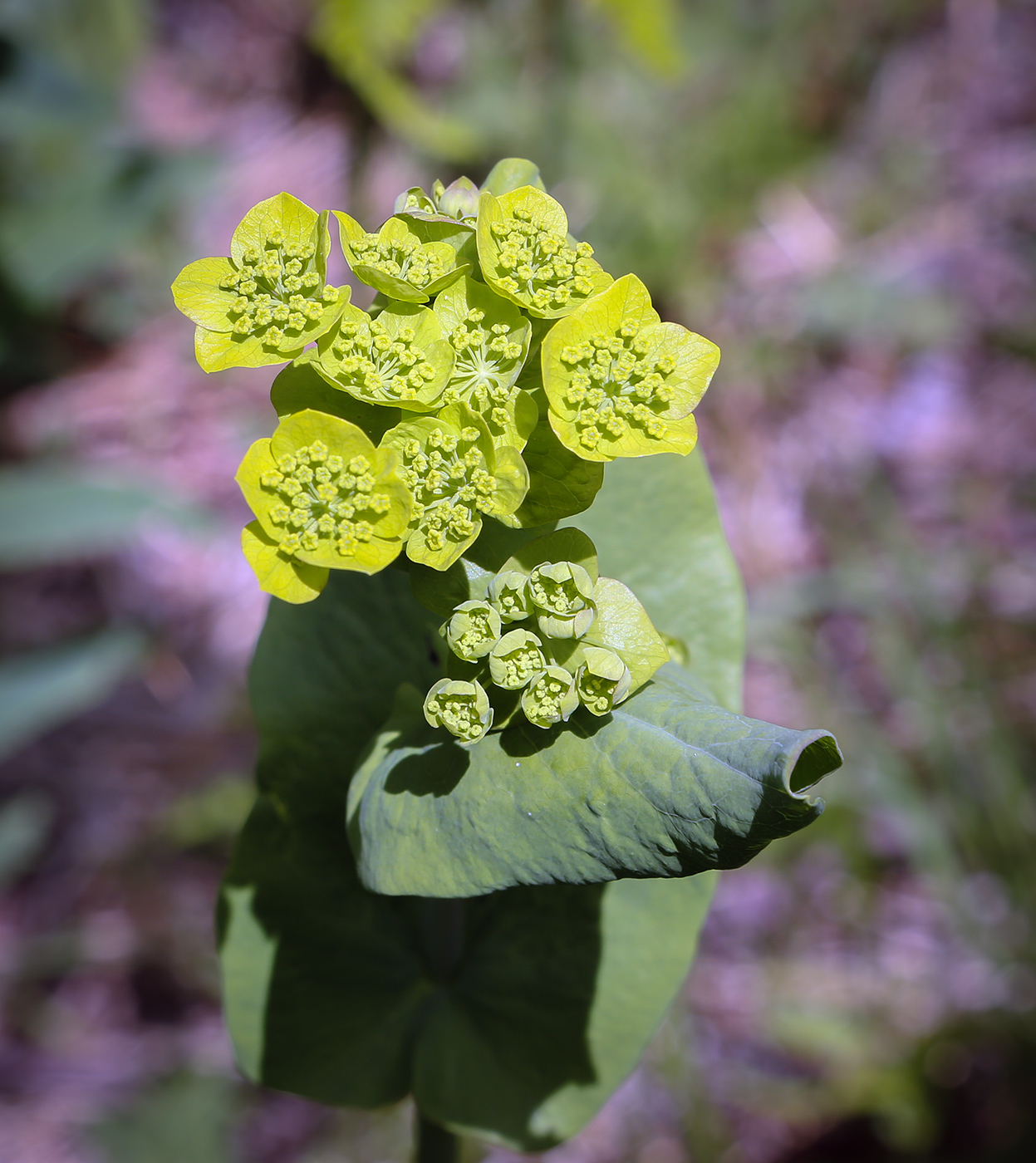 Image of Bupleurum longifolium ssp. aureum specimen.