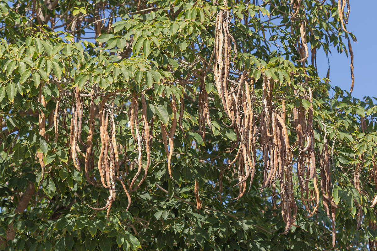 Image of Tabebuia impetiginosa specimen.
