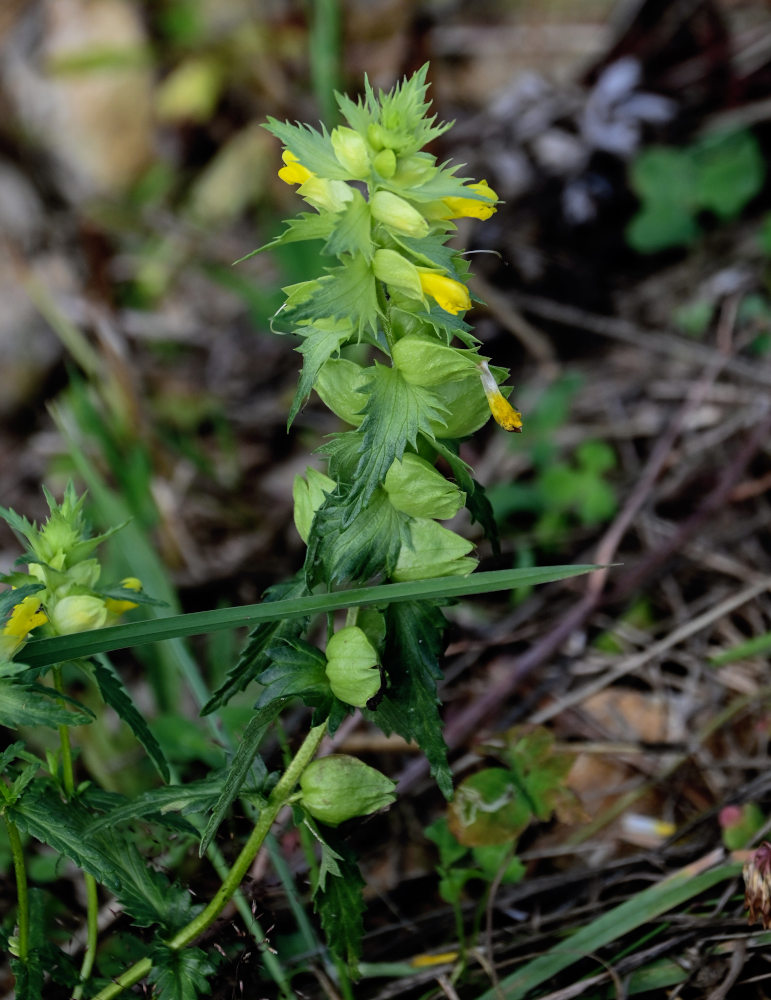 Изображение особи род Rhinanthus.