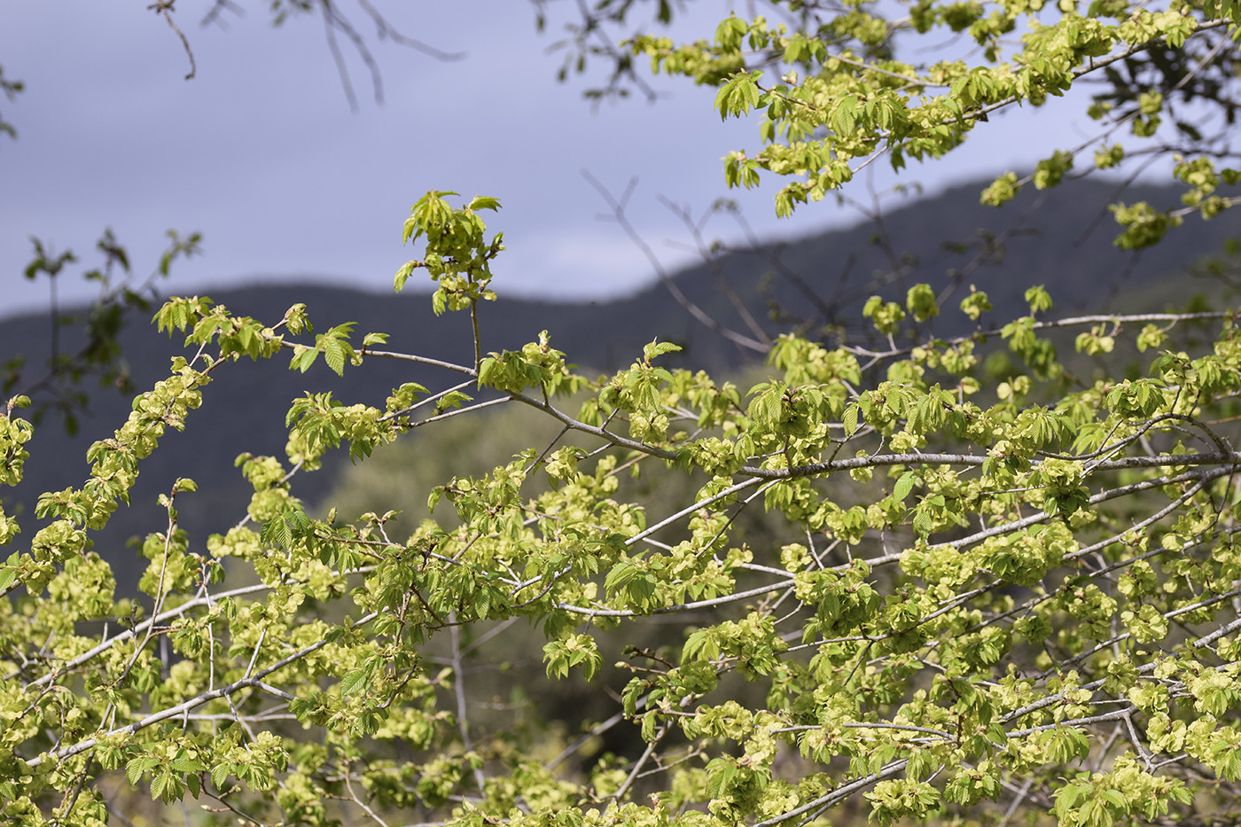 Image of Ulmus minor specimen.