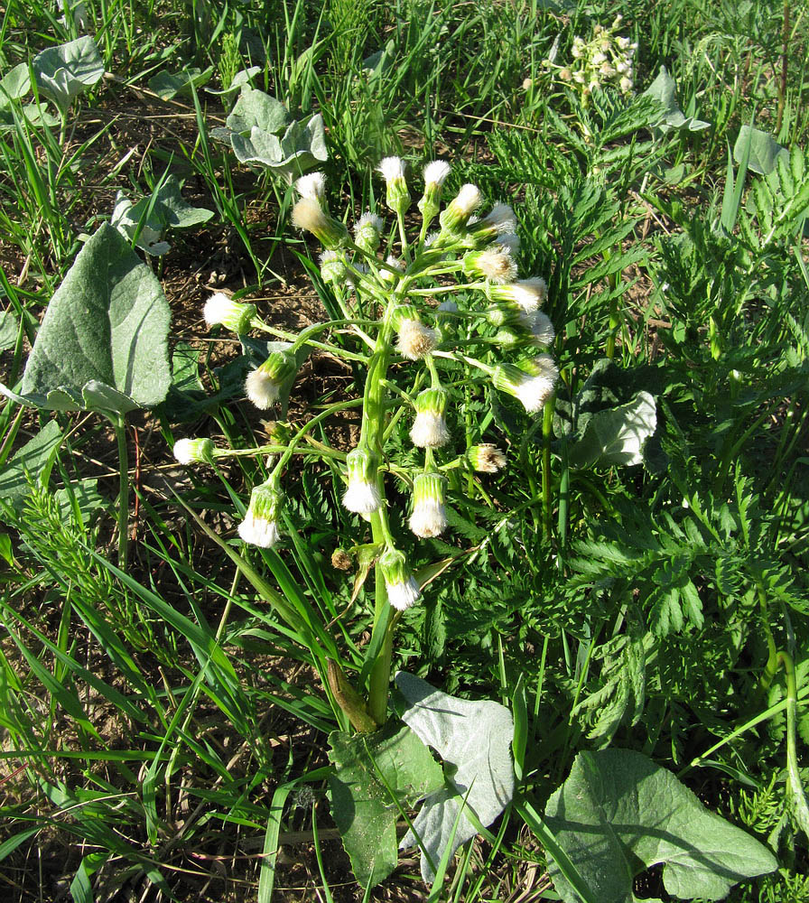 Image of Petasites spurius specimen.