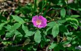 Rosa acicularis