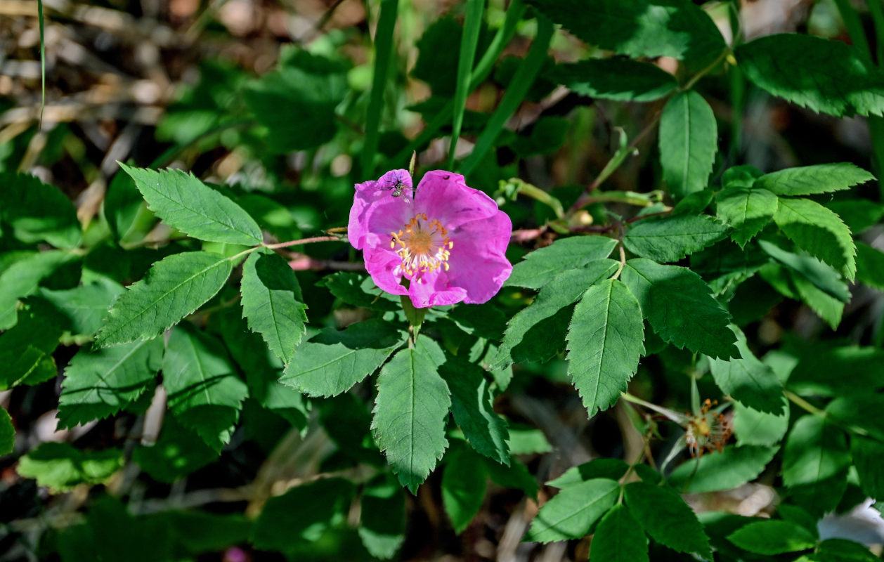 Изображение особи Rosa acicularis.