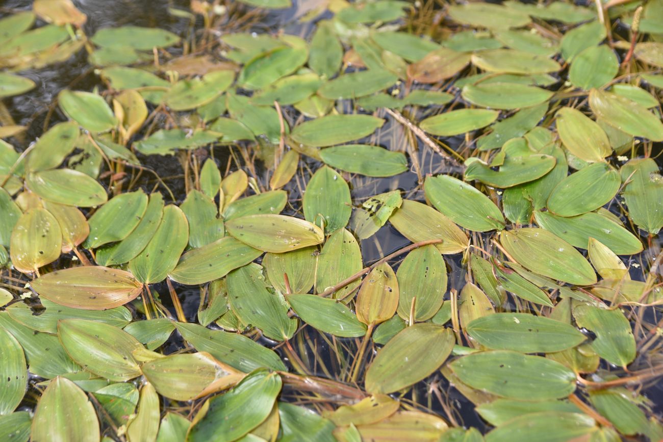 Image of Potamogeton natans specimen.