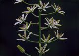 род Ornithogalum. Часть соцветия. Московская обл., Раменский р-н, окр. дер. Хрипань, садовый участок. 20.06.2024.