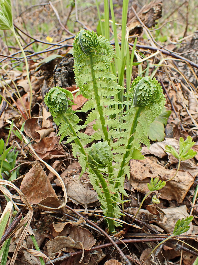 Изображение особи Matteuccia struthiopteris.