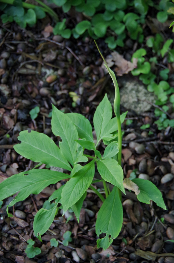 Image of Arisaema dracontium specimen.