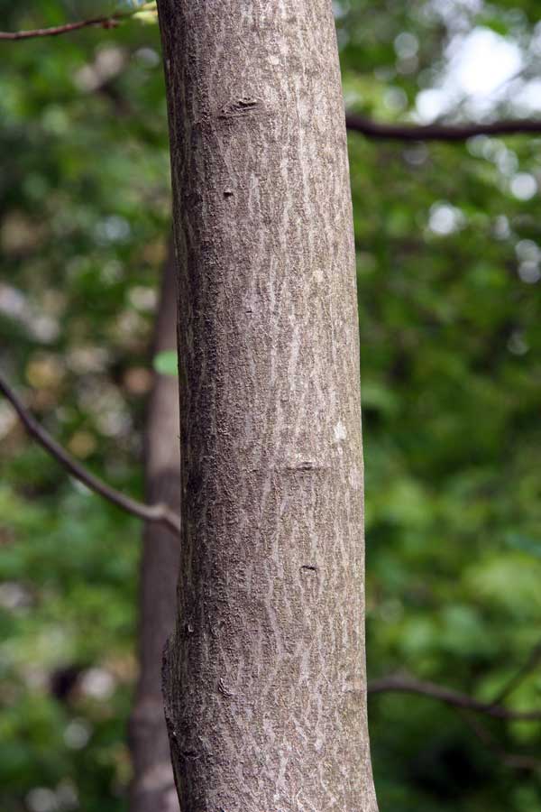 Изображение особи Sorbus intermedia.