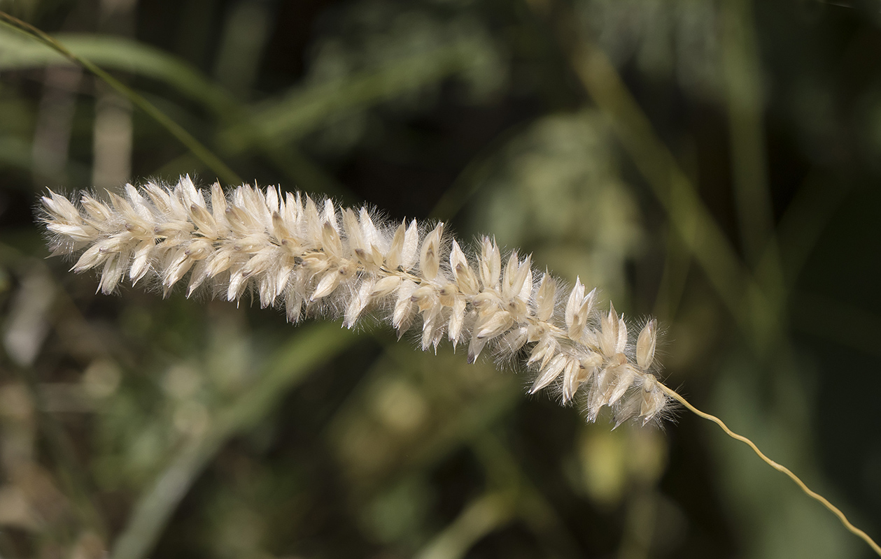 Изображение особи Melica ciliata.