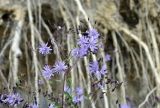 Lactuca sibirica