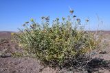 Haplophyllum multicaule. Цветущее и плодоносящее растение. Казахстан, Алматинская обл., горы Богуты, кальдера палеовулкана Бетпак, вулканические пестроцветы. 10 октября 2024 г.