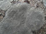 Aspicilia fumosa
