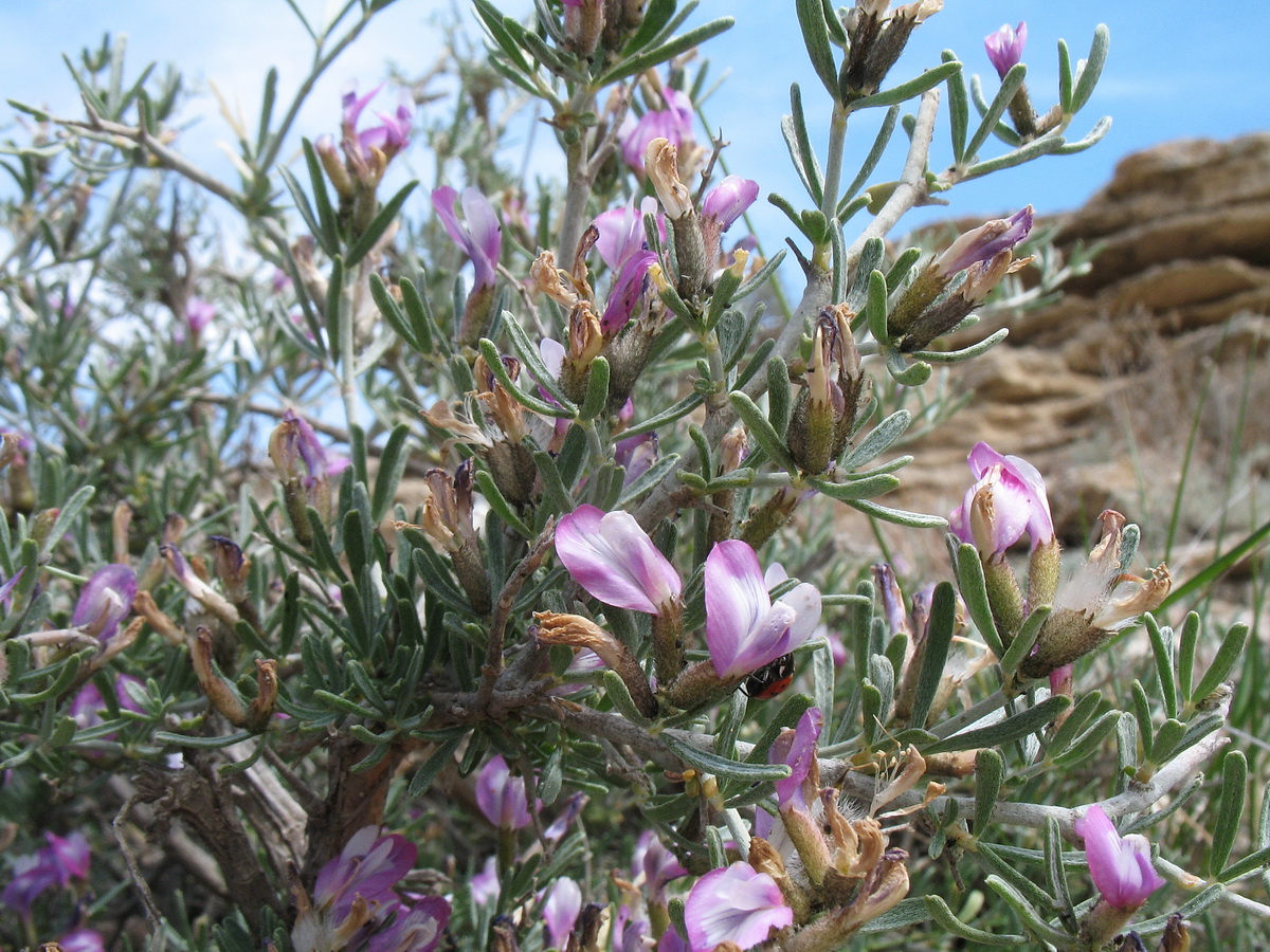 Image of Astragalus turcomanicus specimen.