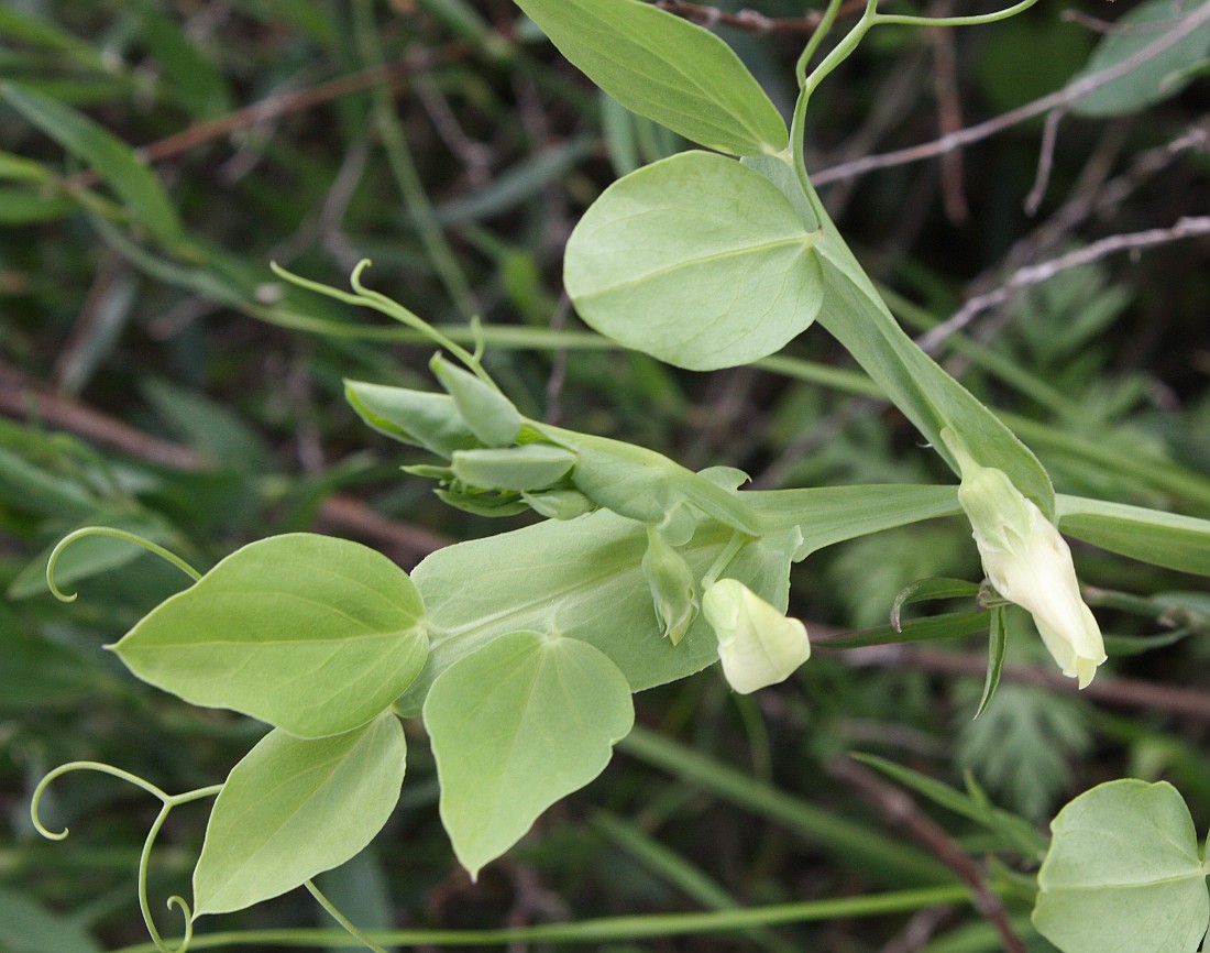 Изображение особи Lathyrus ochrus.