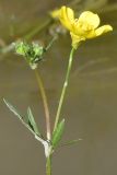 род Ranunculus