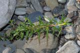 Chamaenerion colchicum