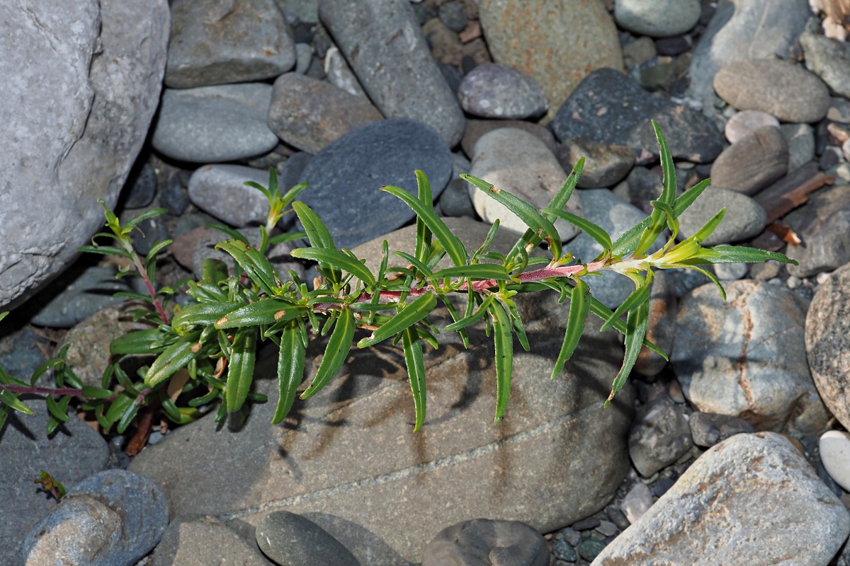 Image of Chamaenerion colchicum specimen.