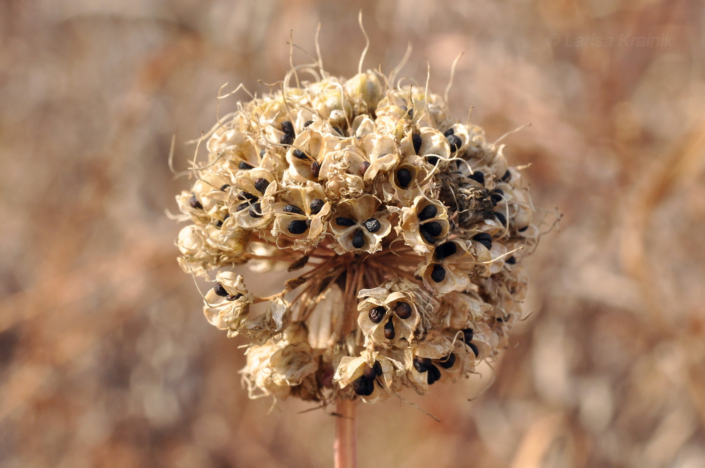 Image of Allium sacculiferum specimen.