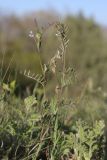 Vicia hirsuta. Цветущие и плодоносящие побеги. Крым, Севастополь, Байдарская дол., можжевеловое редколесье. 29.04.2025.