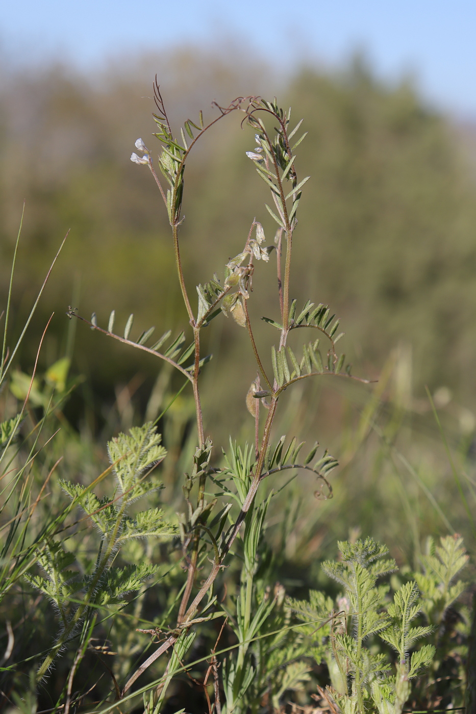 Image of Vicia hirsuta specimen.