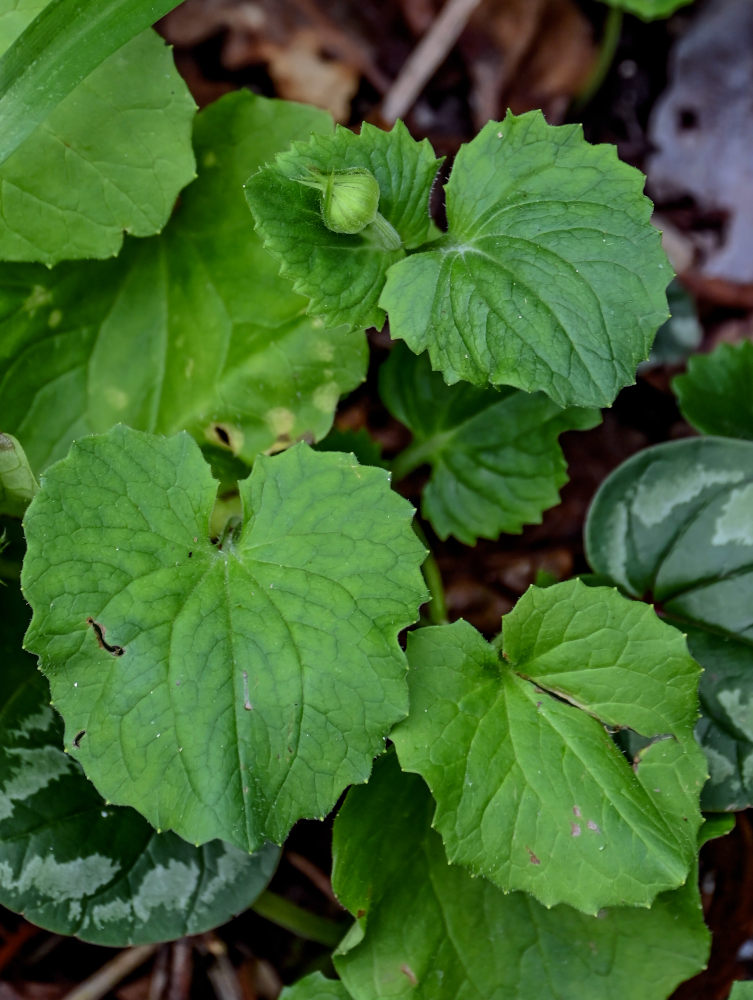 Image of Doronicum orientale specimen.