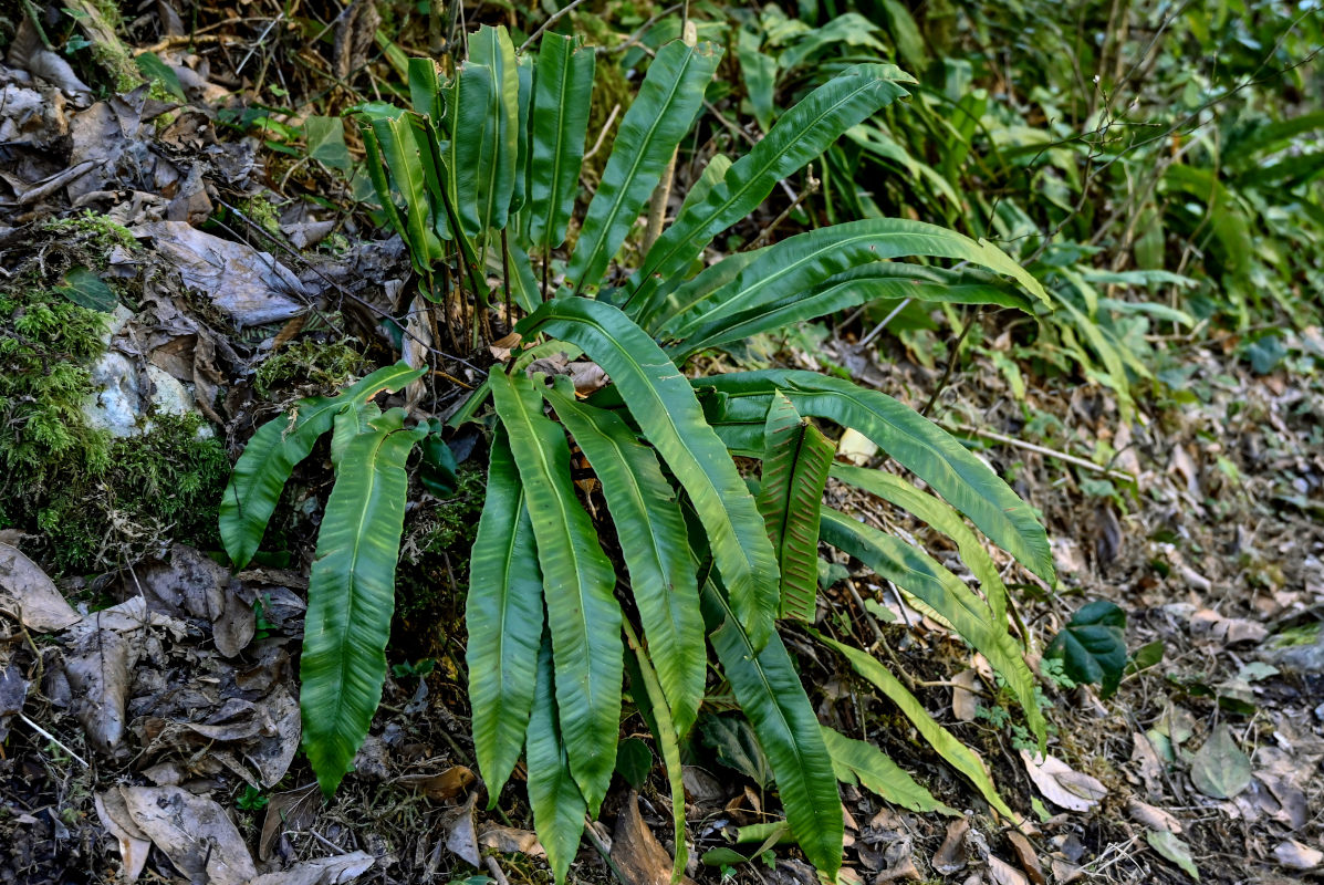 Image of Phyllitis scolopendrium specimen.