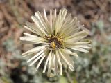 Lactuca tuberosa. Соцветие с фуражирующей пчелой Lasioglossum sp. Крым, Севастополь, Балаклава, приморский склон. 28.05.2025.