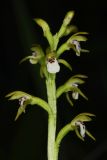 Corallorhiza trifida
