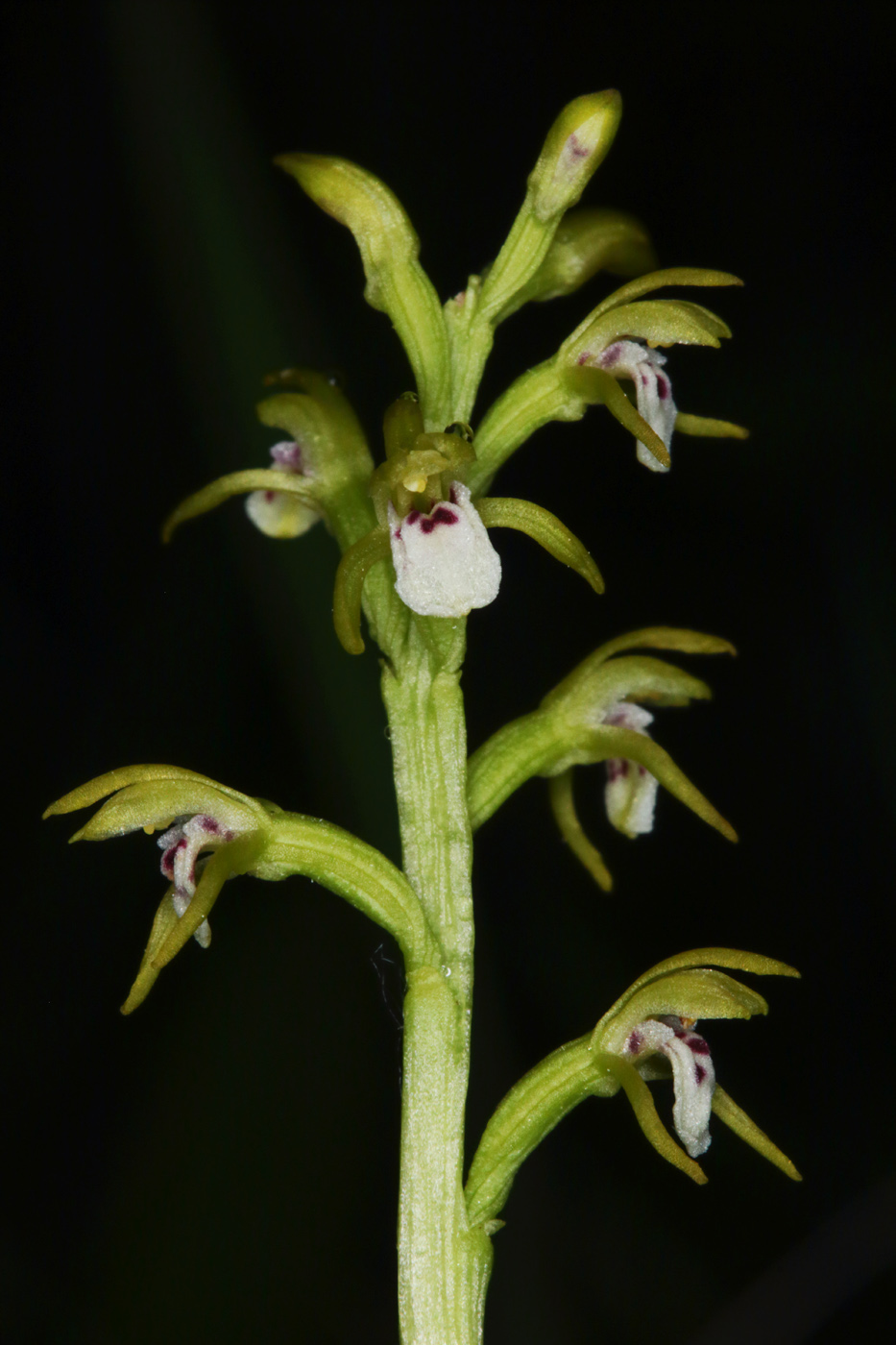 Image of Corallorhiza trifida specimen.