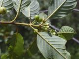 Frangula alnus