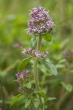 genus Thymus