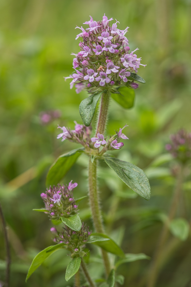 Image of Thymus armeniacus specimen.