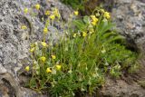 Helianthemum buschii