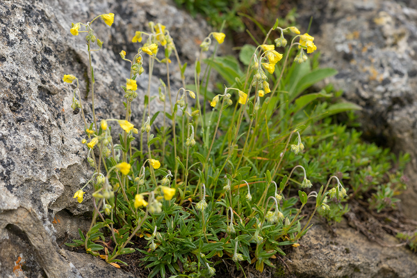 Изображение особи Helianthemum buschii.
