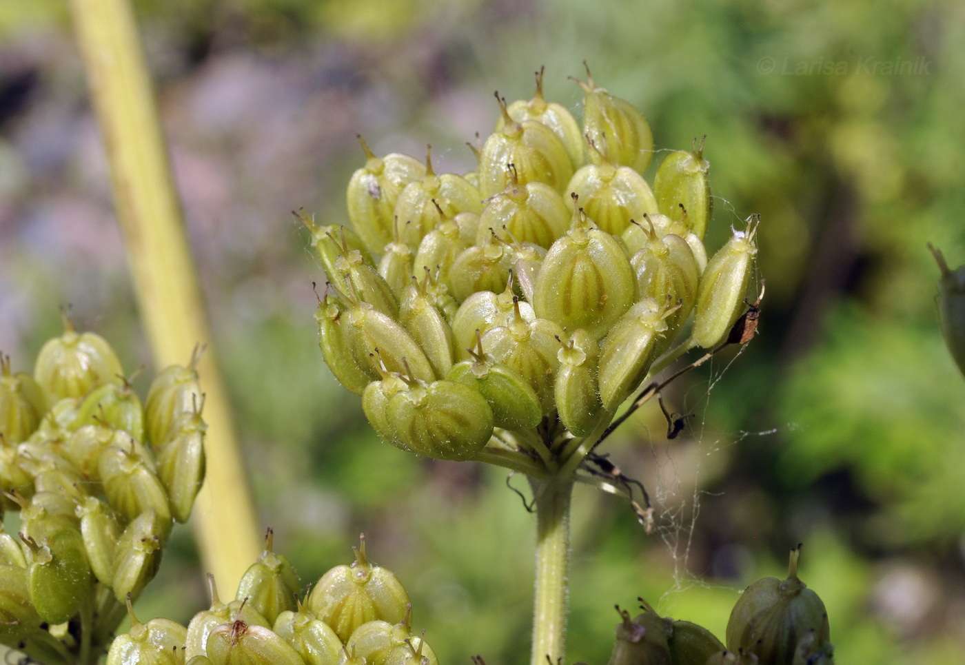 Image of genus Heracleum specimen.
