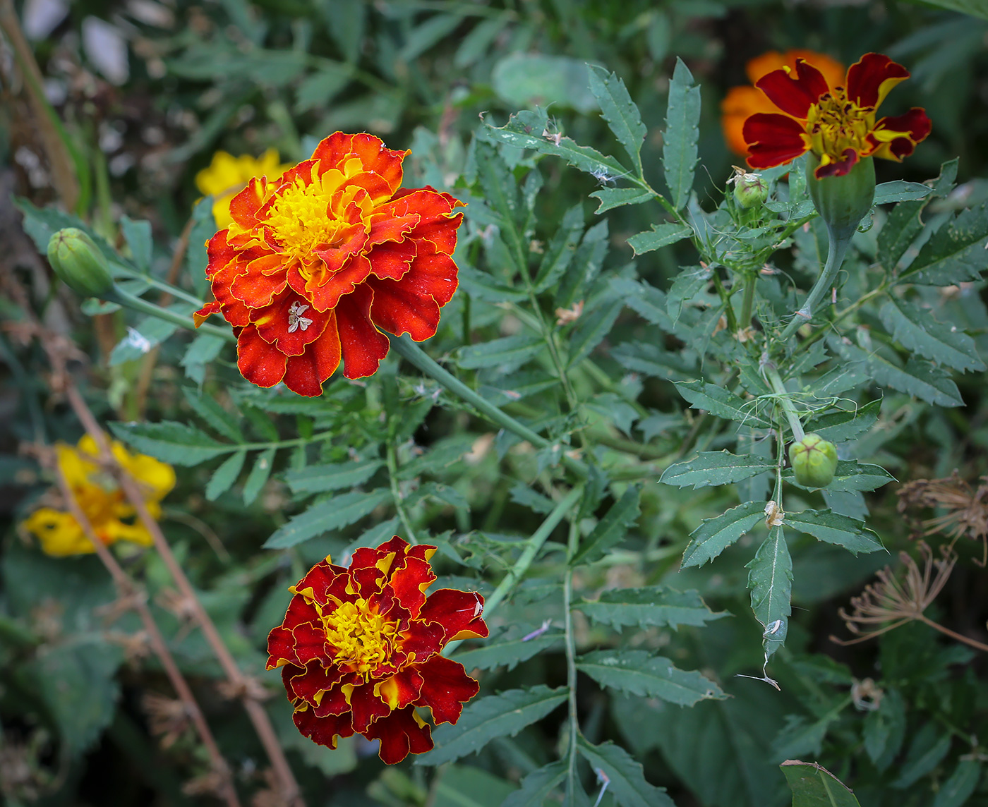 Image of Tagetes patula specimen.