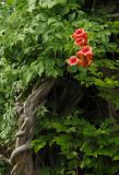 Campsis radicans